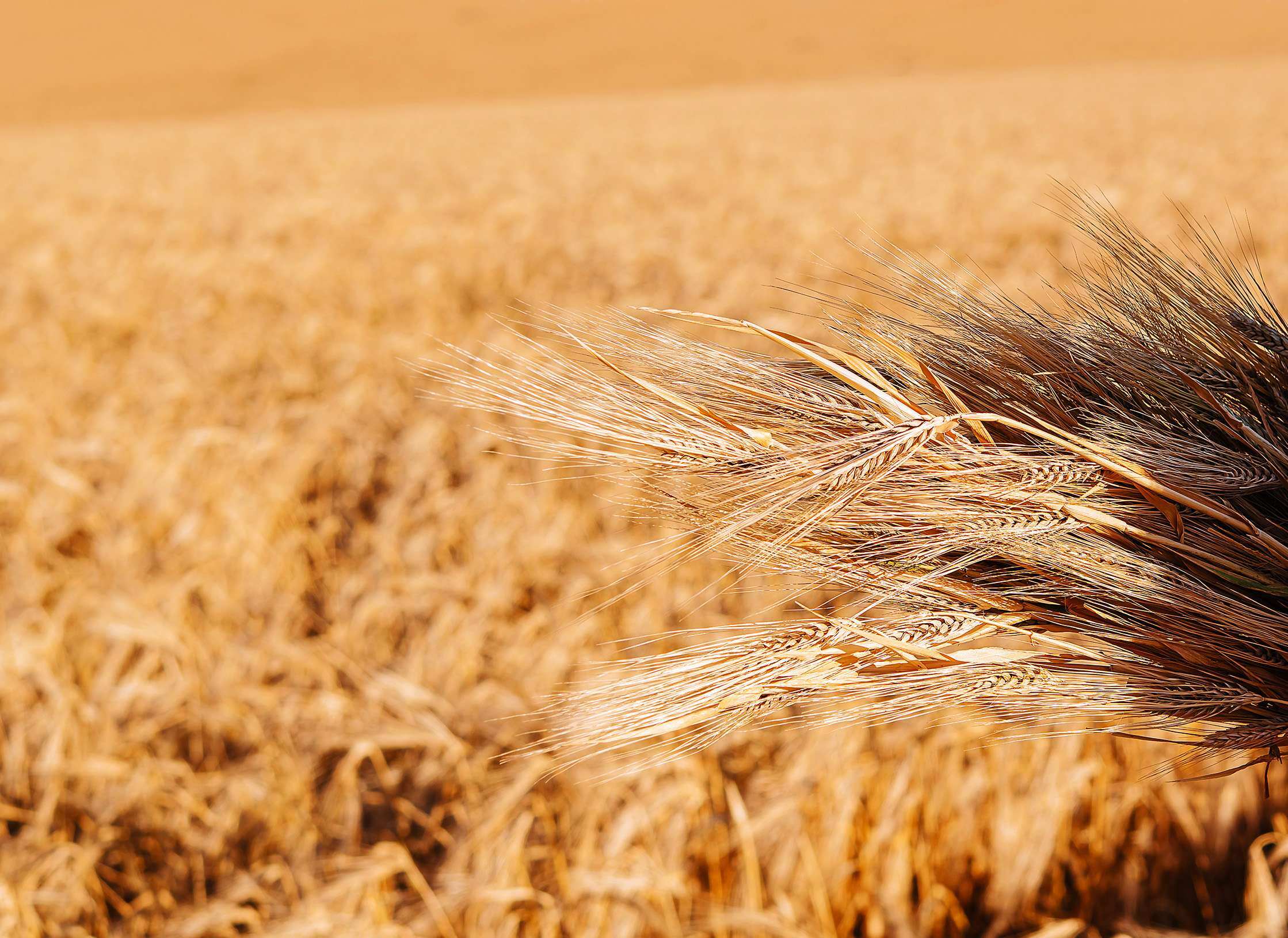 Grain